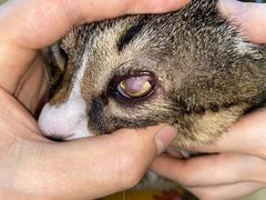 -美联众合动物医院(·中兽医·疑难杂症·严家桥分院)