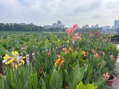 -莲花池公园