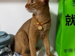 -欣宠猫屋·矮脚拿破仑·蓝金金渐层