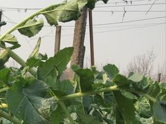-武汉开心果园农业发展有限公司