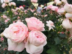 -人民公园(罗湖区)