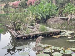 -深圳仙湖植物园