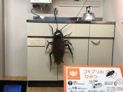 -大阪市立自然史博物馆