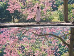 -风云岭森林公园