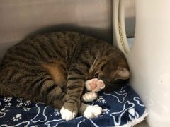 -艾贝尔宠物诊疗