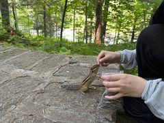 -五营红松林海景区