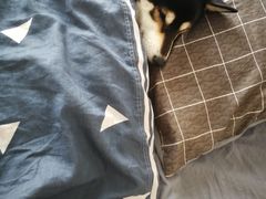 -艾贝尔宠物医院·狂犬免疫点(江山金象城店)