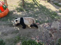 -西霞口神雕山野生动物世界