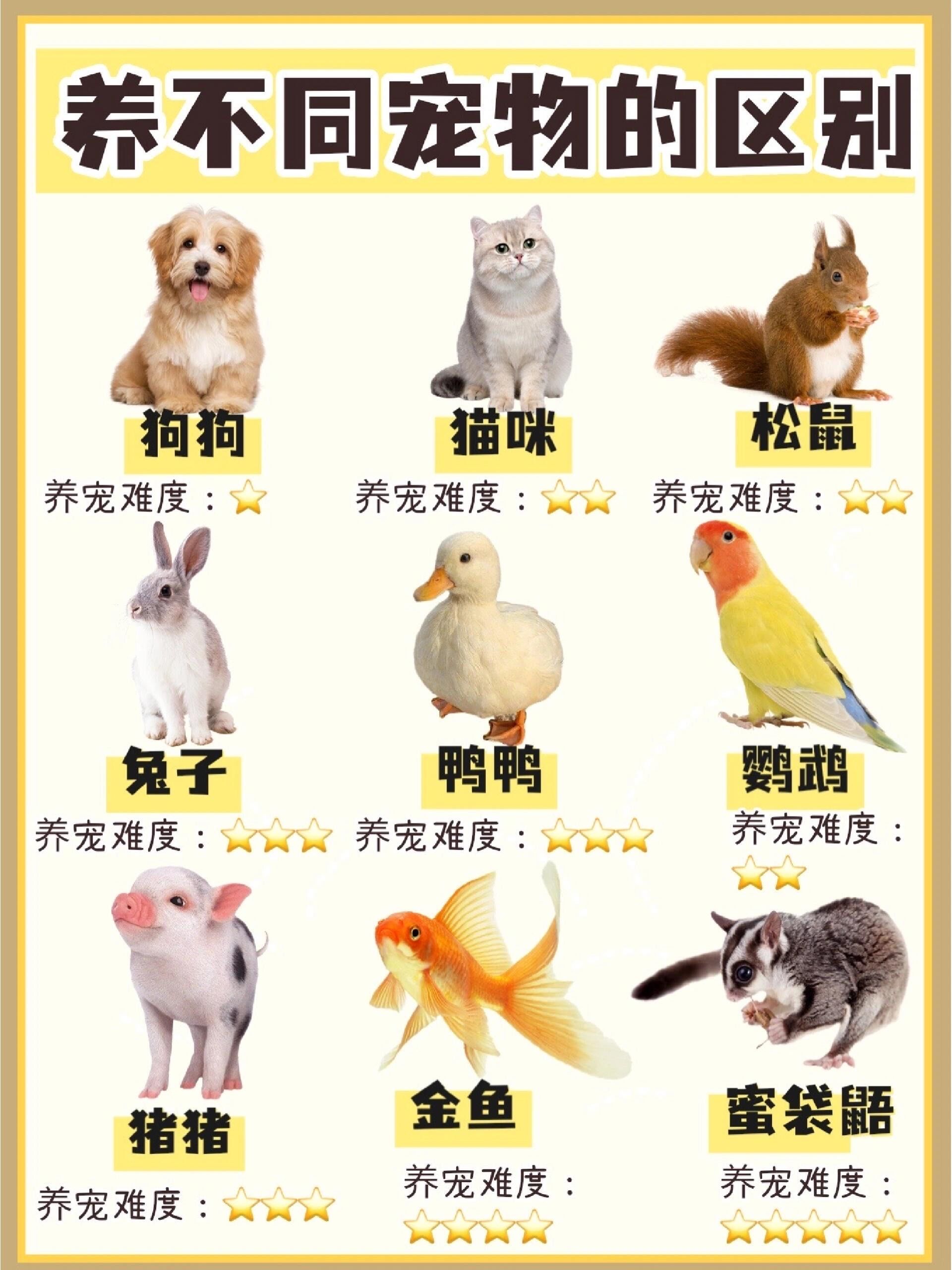 🎈养宠新手必看!不同宠物的大揭秘