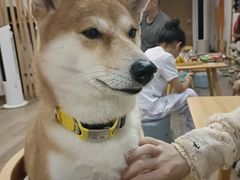 -柴迷FANS CLUB·柴犬狗咖·猫咖
