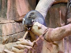 -正佳雨林生态植物园