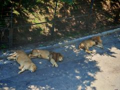 -大连森林动物园