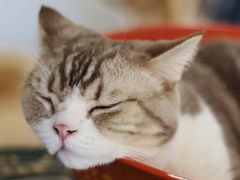 -平行世界·猫咖(首经贸店)