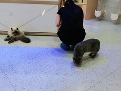 -喵园·猫主题咖啡厅·撸猫·猫咖(国贸店)