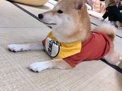 -逗柴咖啡屋·狗咖猫咖宠物桌游