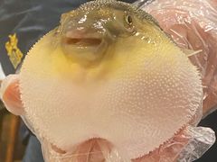 河豚-肆月河豚·新淮扬(金融街店)