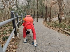 -紫金山山顶公园