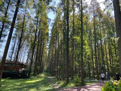 -黄海国家森林公园