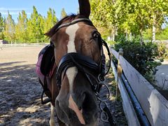 -北京群众马术培训基地