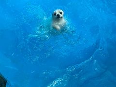 -宠物寄养训练学校