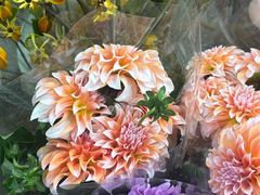 -双季花艺园艺市场(浦东店)