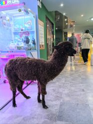 -神奇动物撸宠馆·羊驼·小浣熊·异宠(豫园店)