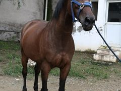 -月河湾马术俱乐部(朝阳店)