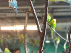-上海大自然野生昆虫馆(东方明珠·爬宠昆虫探索中心)