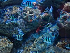 -海合安成都极地海洋公园