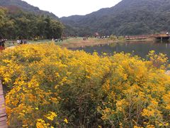 -广州市石门国家森林公园