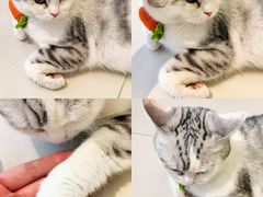 -怪兽屋·羊驼·猫咖·狗咖(俊华广场店)