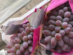 -马陆小张葡萄园农家乐