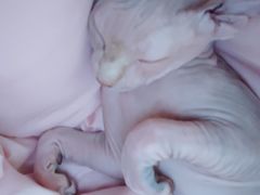 -北京恒爱动物医院(清景园分院)