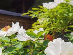 -龙华寺