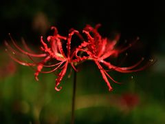 -白塘生态植物园