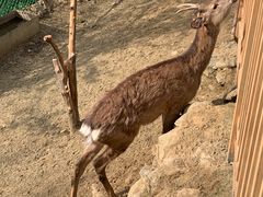 -栾川竹海野生动物园