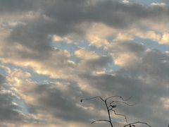-瑶湖郊野森林公园