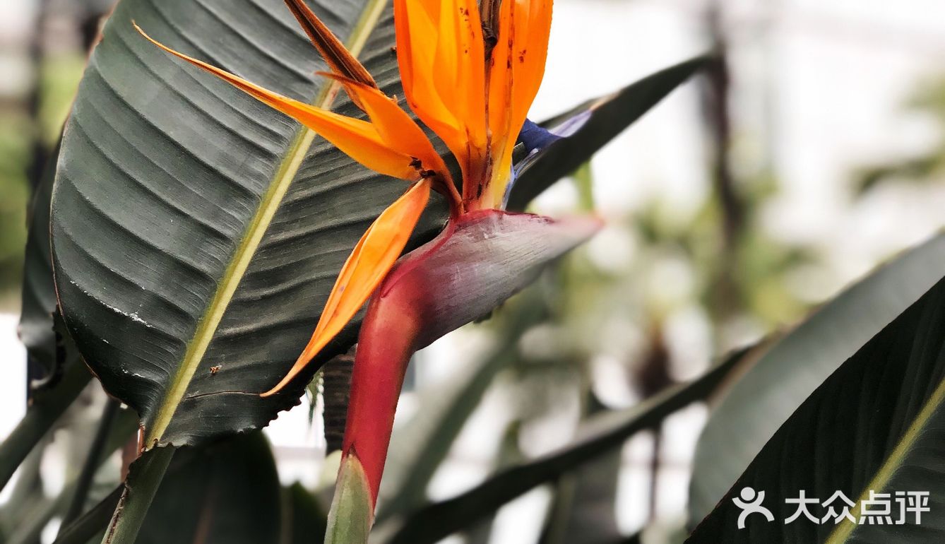 落地的杏花 妙龄的梨花