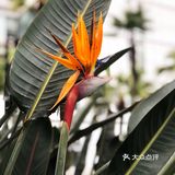 落地的杏花 妙龄的梨花