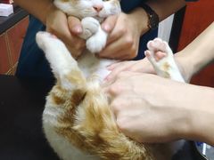 -安安宠医宠物医院·异宠·犬猫内科(岳阳分院)