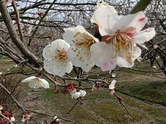 -香雪海