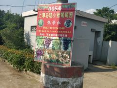 -马陆小张葡萄园农家乐