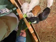 -藦茜花园宠物主题亲子互动体验馆(国顺东路店)