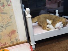 -萌兽医馆·眼科·异宠专科(三里屯店)