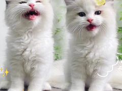 -lincat·猫舍(广州店)