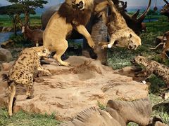 -国家自然博物馆