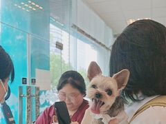 -瑞派申生动物医院·24H夜诊·国际动物医疗中心·骨外科(吴中路店)