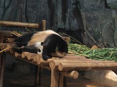 -深圳野生动物园
