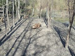 麋鹿-溱湖国家湿地公园