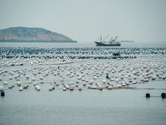 -枸杞岛